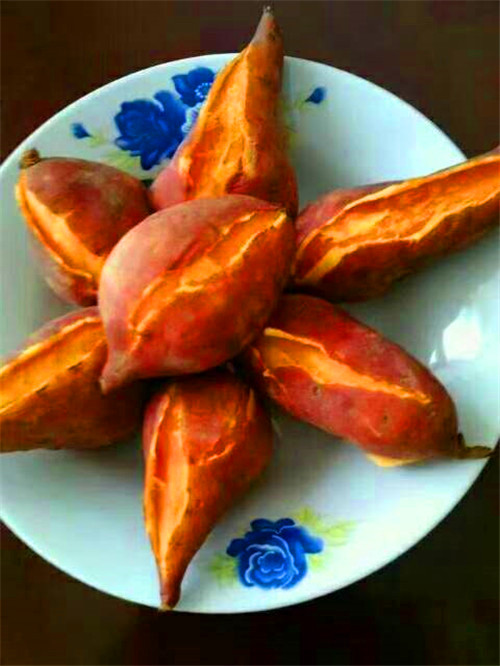 红心香薯种植基地