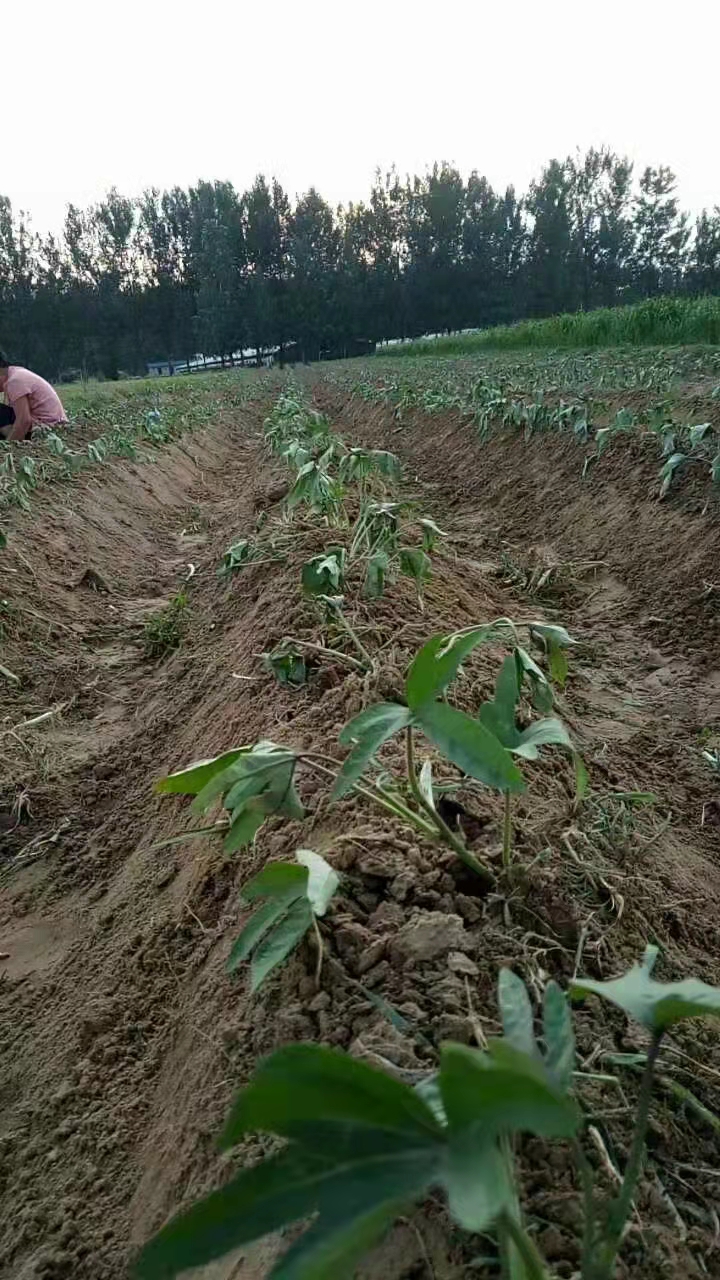 地瓜苗